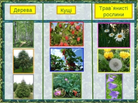 Картинки по запросу таблиця рослин : дерева, кущі, трав'янисті рослини